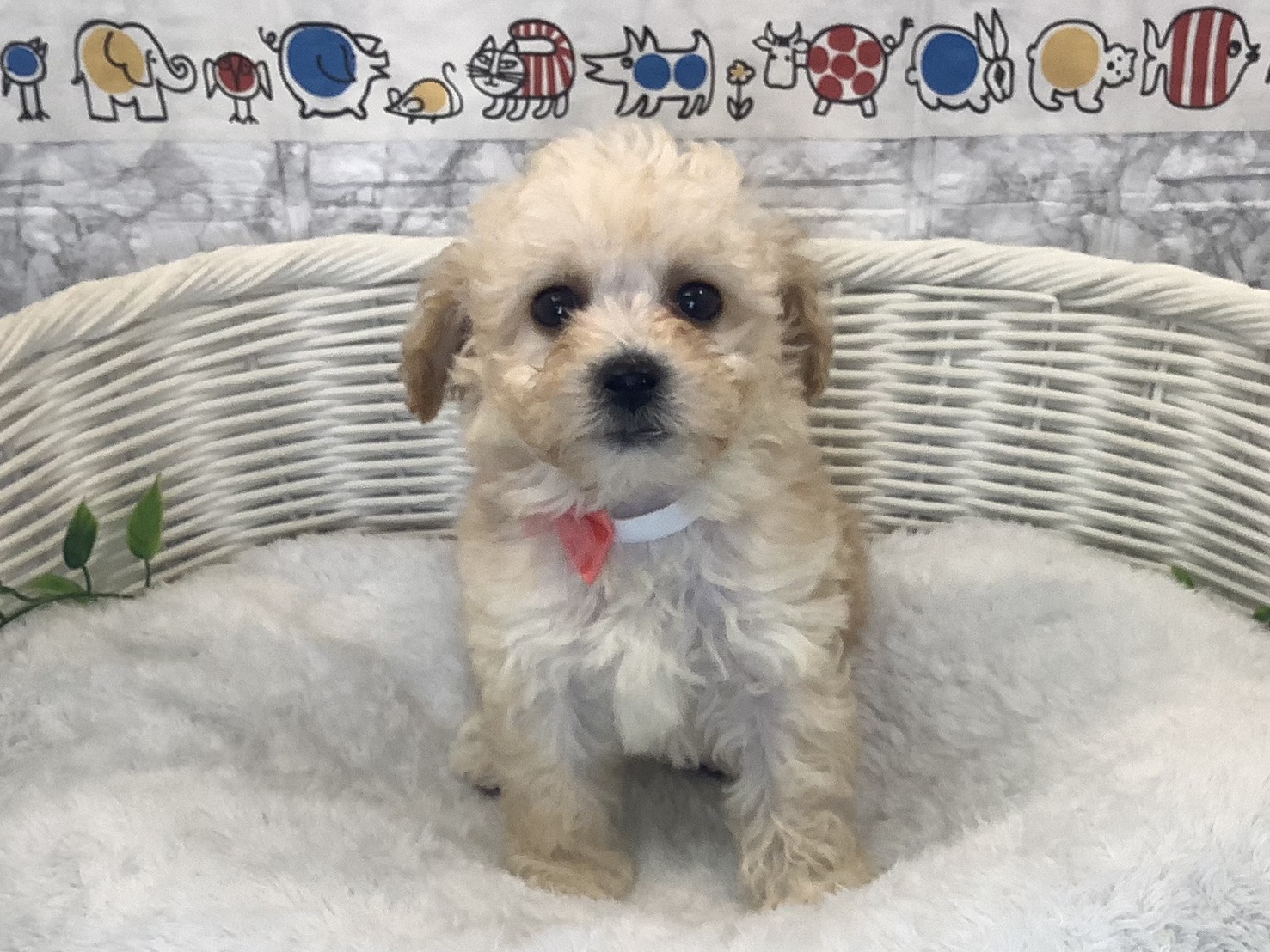 奈良県のビションプー(ビションフリーゼ×プードル) (ペットアミ生駒店/2025年10月12日生まれ/男の子/クリーム)の子犬の1枚目の画像