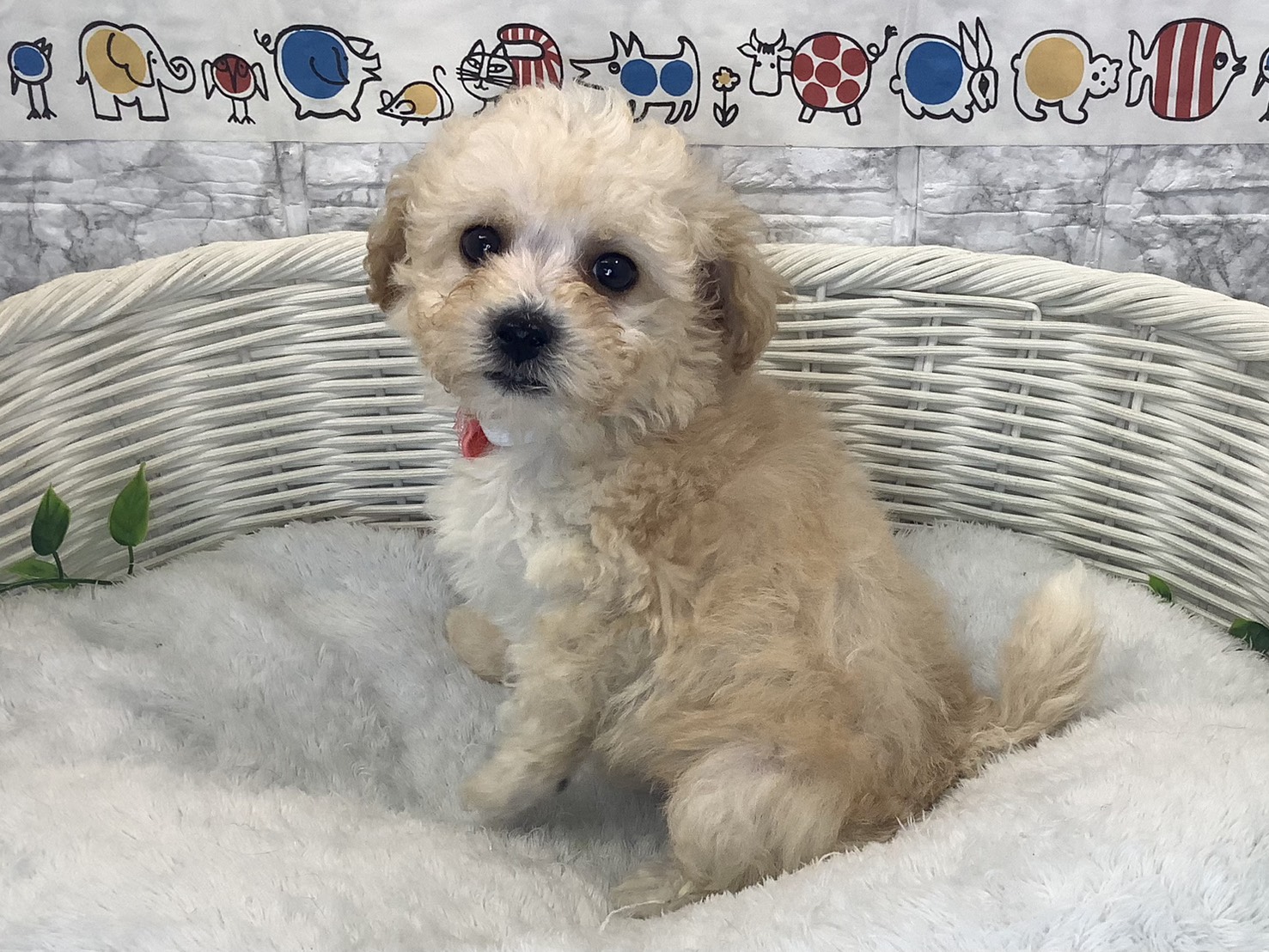奈良県のビションプー(ビションフリーゼ×プードル) (ペットアミ生駒店/2025年10月12日生まれ/男の子/クリーム)の子犬の3枚目の画像