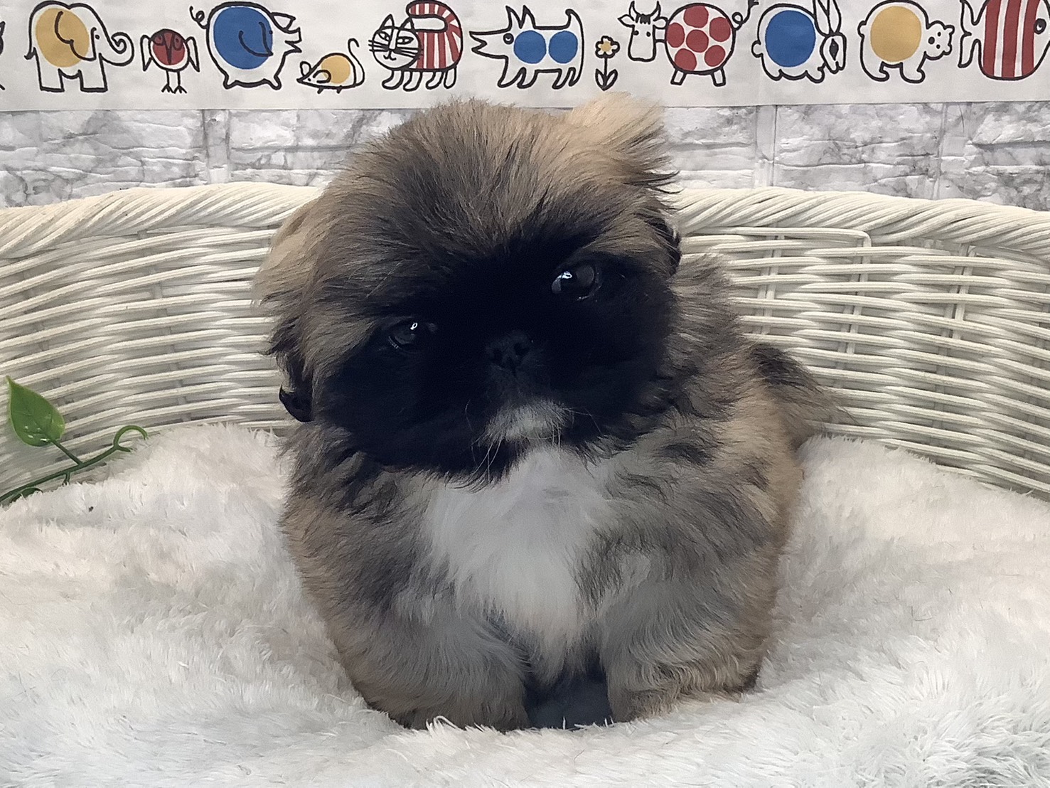 奈良県のペキニーズ (マルエスペット 富雄店/2025年10月13日生まれ/男の子/フォーン)の子犬の1枚目の画像