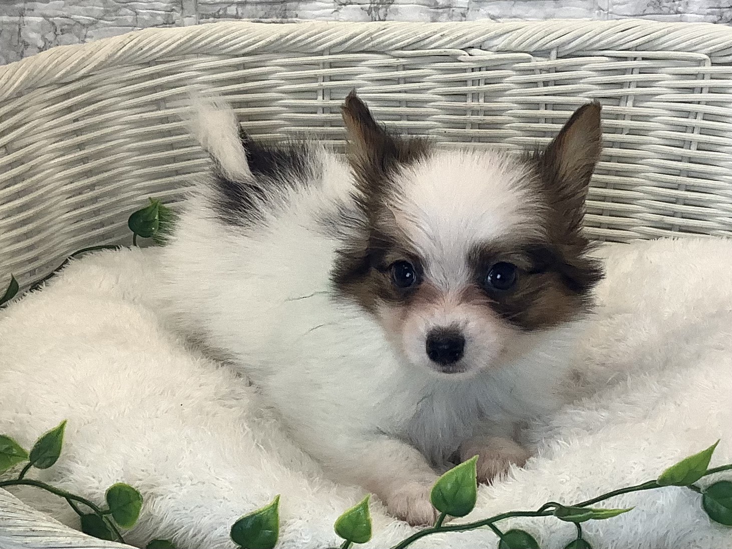 静岡県のパピヨン (マルエスペットホームアシスト店/2025年10月14日生まれ/男の子/ホワイトセーブル)の子犬の1枚目の画像