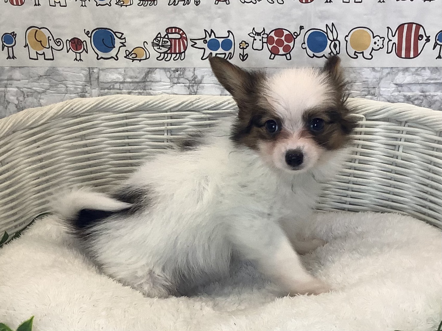 静岡県のパピヨン (マルエスペットホームアシスト店/2025年10月14日生まれ/男の子/ホワイトセーブル)の子犬の2枚目の画像