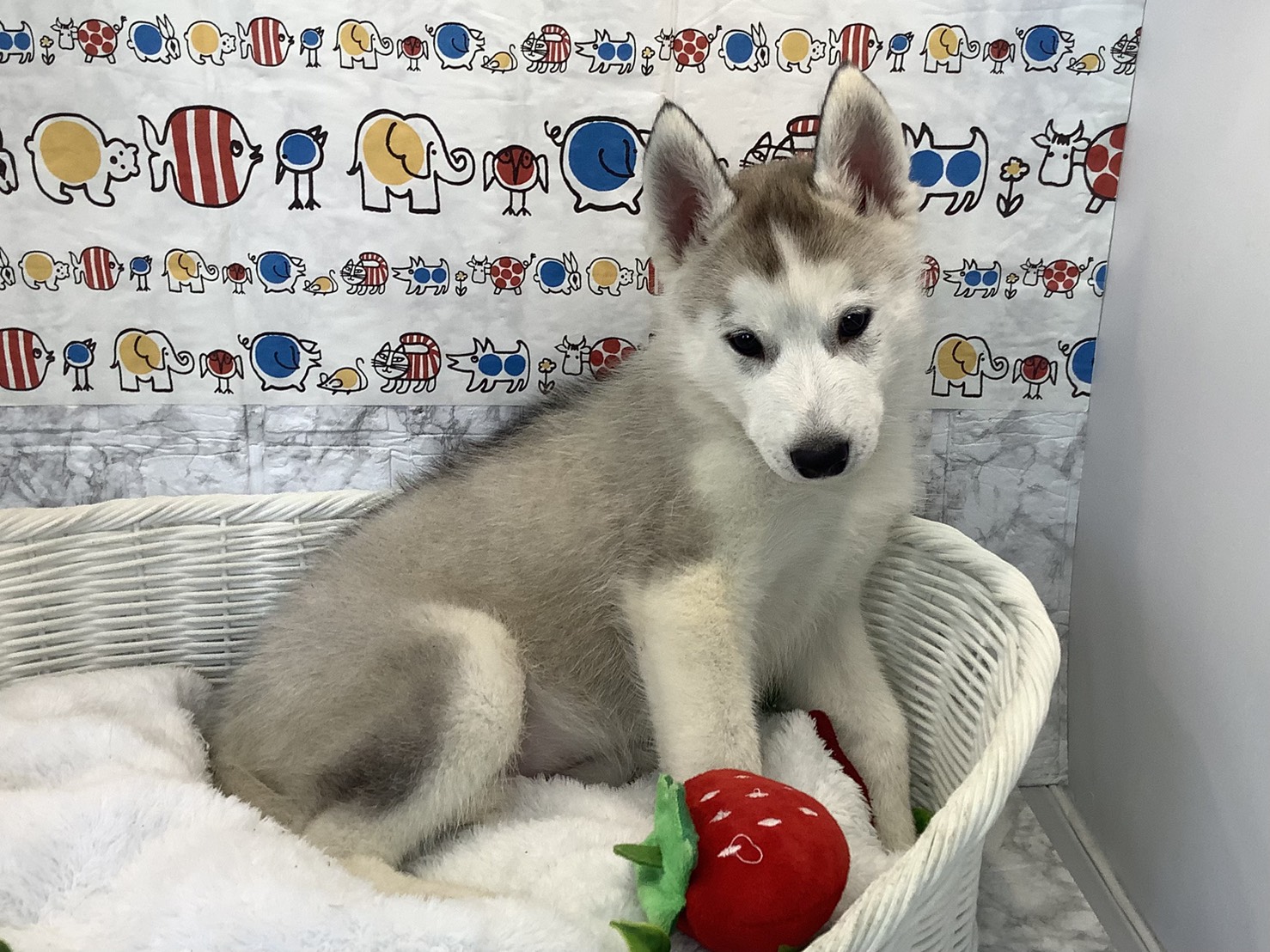 神奈川県のシベリアンハスキー (マルエスペット相模大野店/2025年10月16日生まれ/男の子/シルバーホワイト)の子犬の2枚目の画像