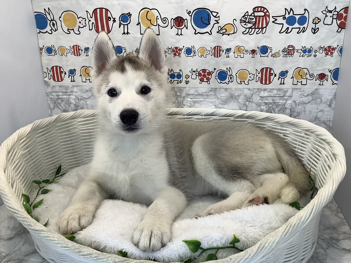 神奈川県のシベリアンハスキー (マルエスペット相模大野店/2025年10月16日生まれ/男の子/シルバーホワイト)の子犬の3枚目の画像