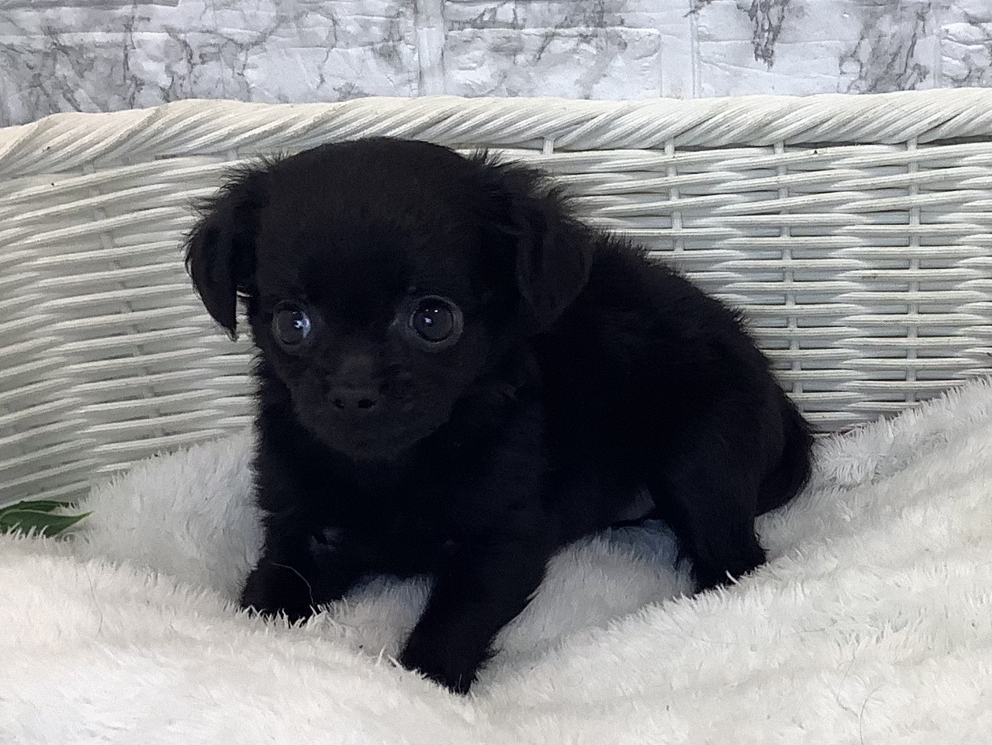 奈良県のチワプー/プーチー(チワワ×プードル) (マルエスペット 富雄店/2025年10月18日生まれ/女の子/ブラック)の子犬の3枚目の画像