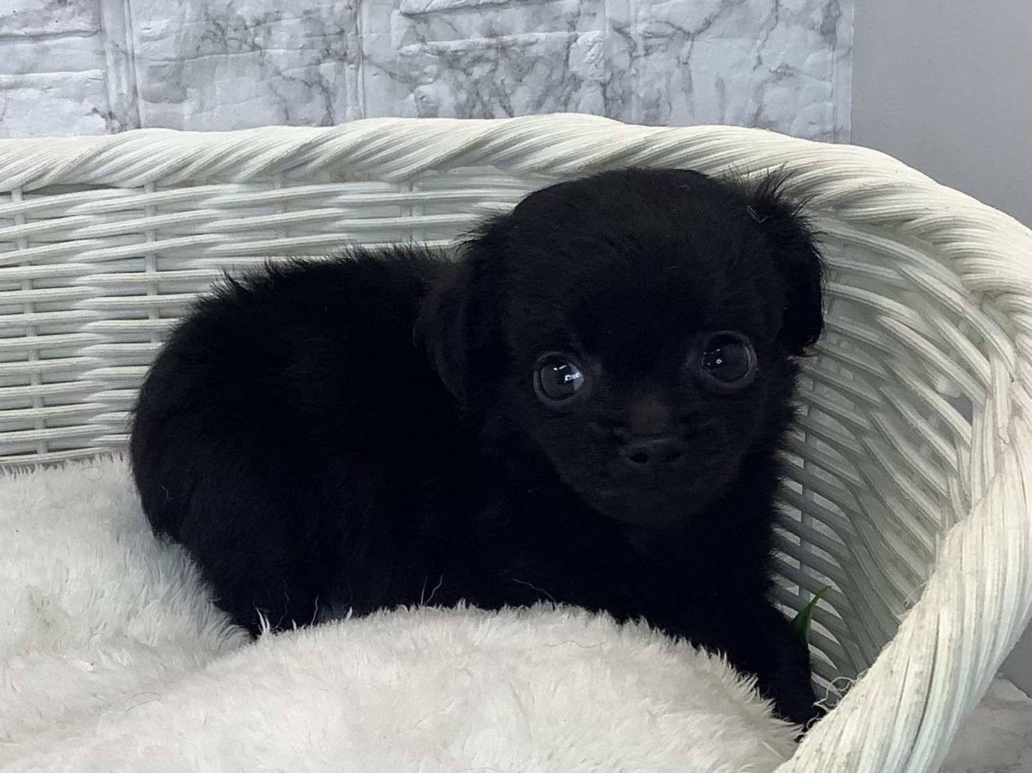 奈良県のチワプー/プーチー(チワワ×プードル) (マルエスペット 富雄店/2025年10月18日生まれ/女の子/ブラック)の子犬の2枚目の画像