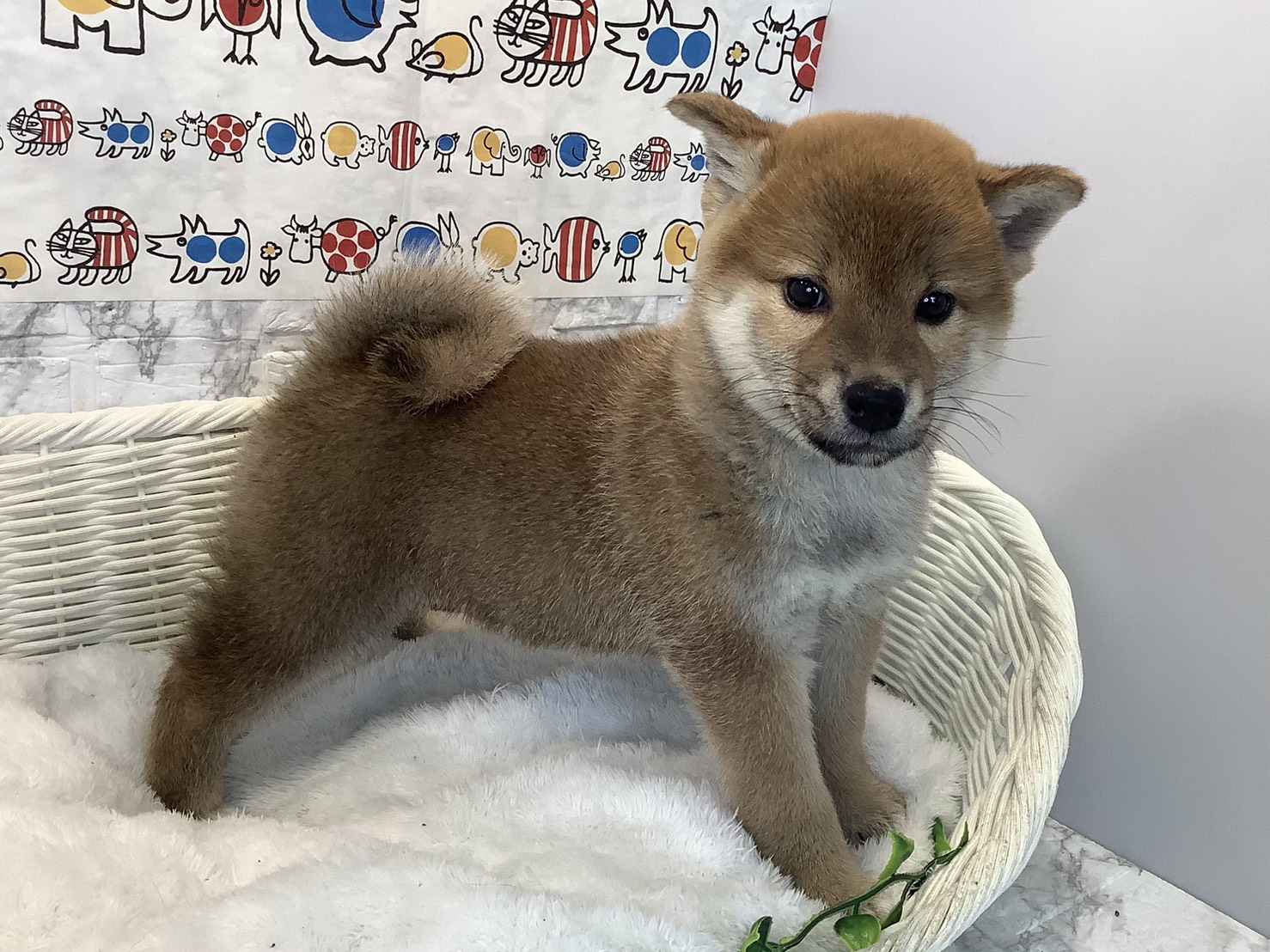 静岡県の柴犬(標準サイズ) (マルエスペット御殿場店/2025年10月17日生まれ/女の子/赤)の子犬の2枚目の画像