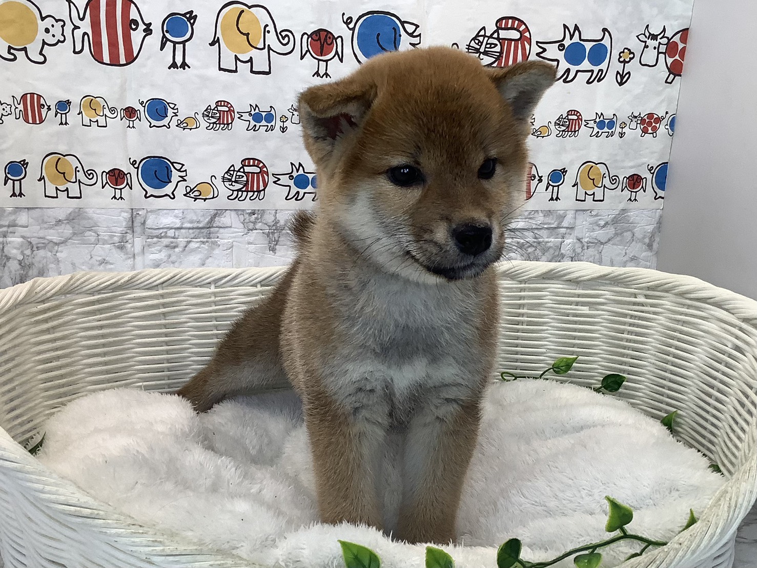 静岡県の柴犬(標準サイズ) (マルエスペット御殿場店/2025年10月17日生まれ/女の子/赤)の子犬の1枚目の画像