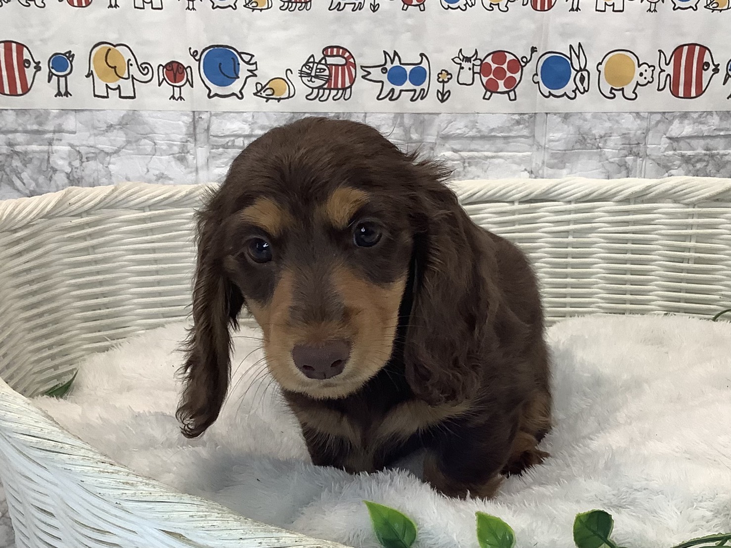 愛知県のミニチュアダックスフンド(ロング) (ペッツワン岡崎美合店/2025年10月16日生まれ/女の子/チョコレートタン)の子犬の1枚目の画像