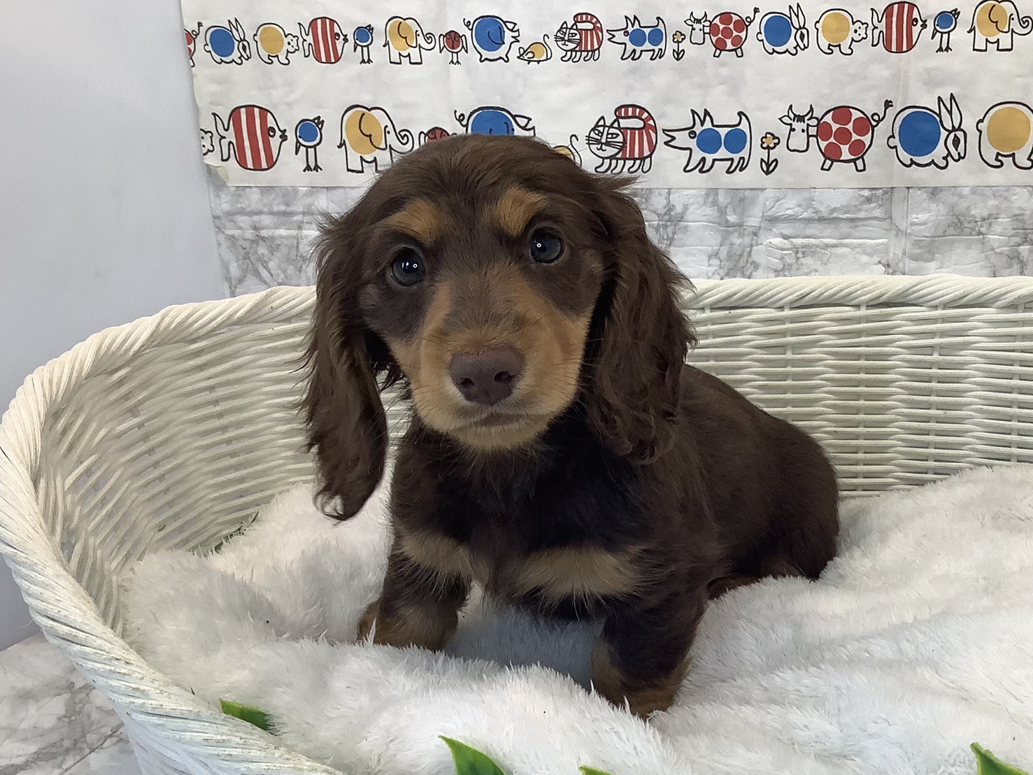 愛知県のミニチュアダックスフンド(ロング) (ペッツワン岡崎美合店/2025年10月16日生まれ/女の子/チョコレートタン)の子犬の3枚目の画像