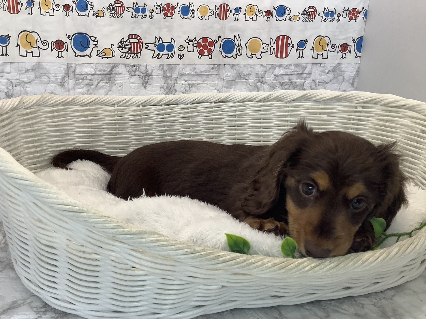 愛知県のミニチュアダックスフンド(ロング) (ペッツワン岡崎美合店/2025年10月16日生まれ/女の子/チョコレートタン)の子犬の2枚目の画像