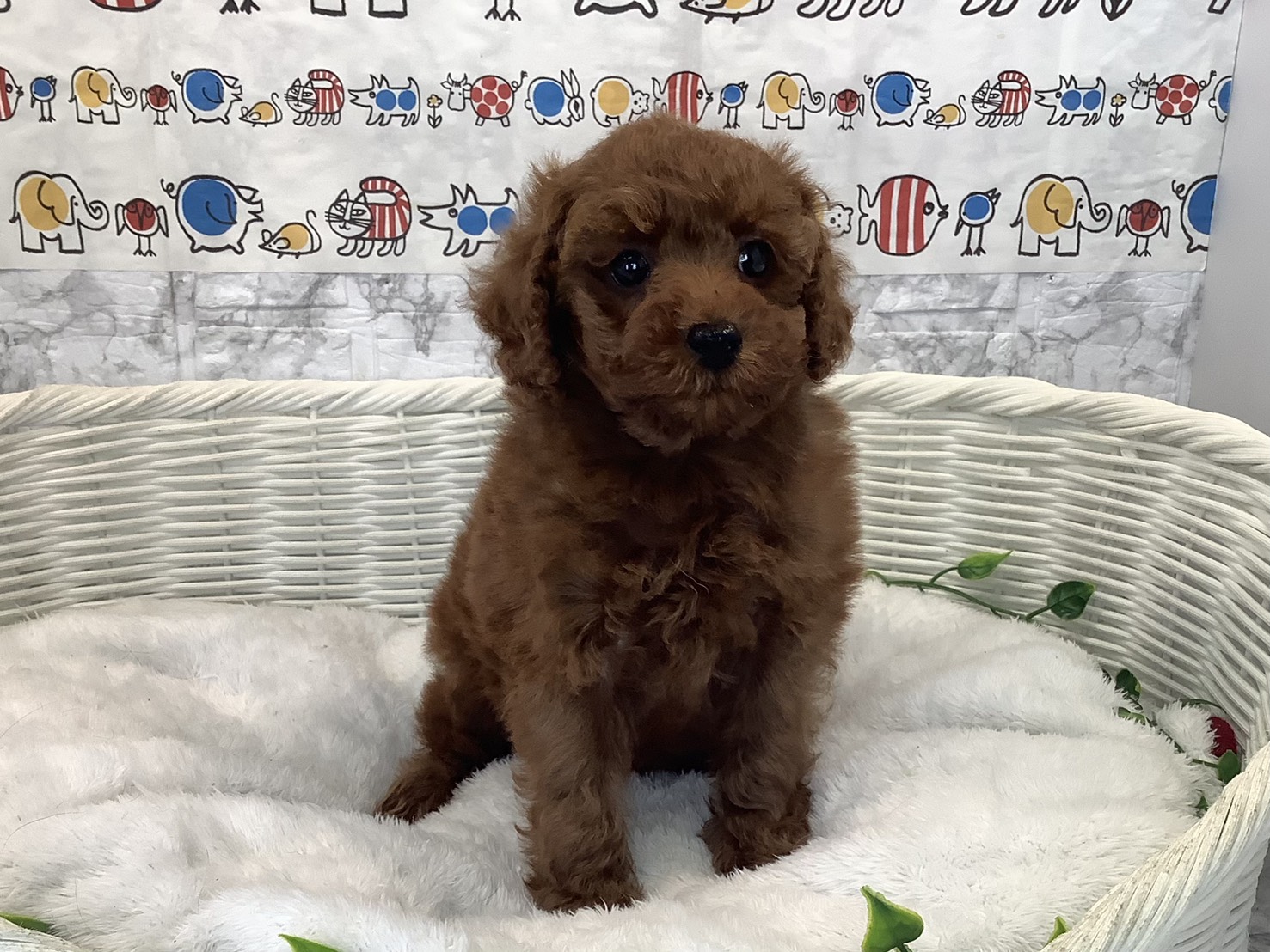 静岡県のトイプードル(トイ) (マルエスペットホームアシスト店/2025年10月18日生まれ/男の子/レッド)の子犬の1枚目の画像