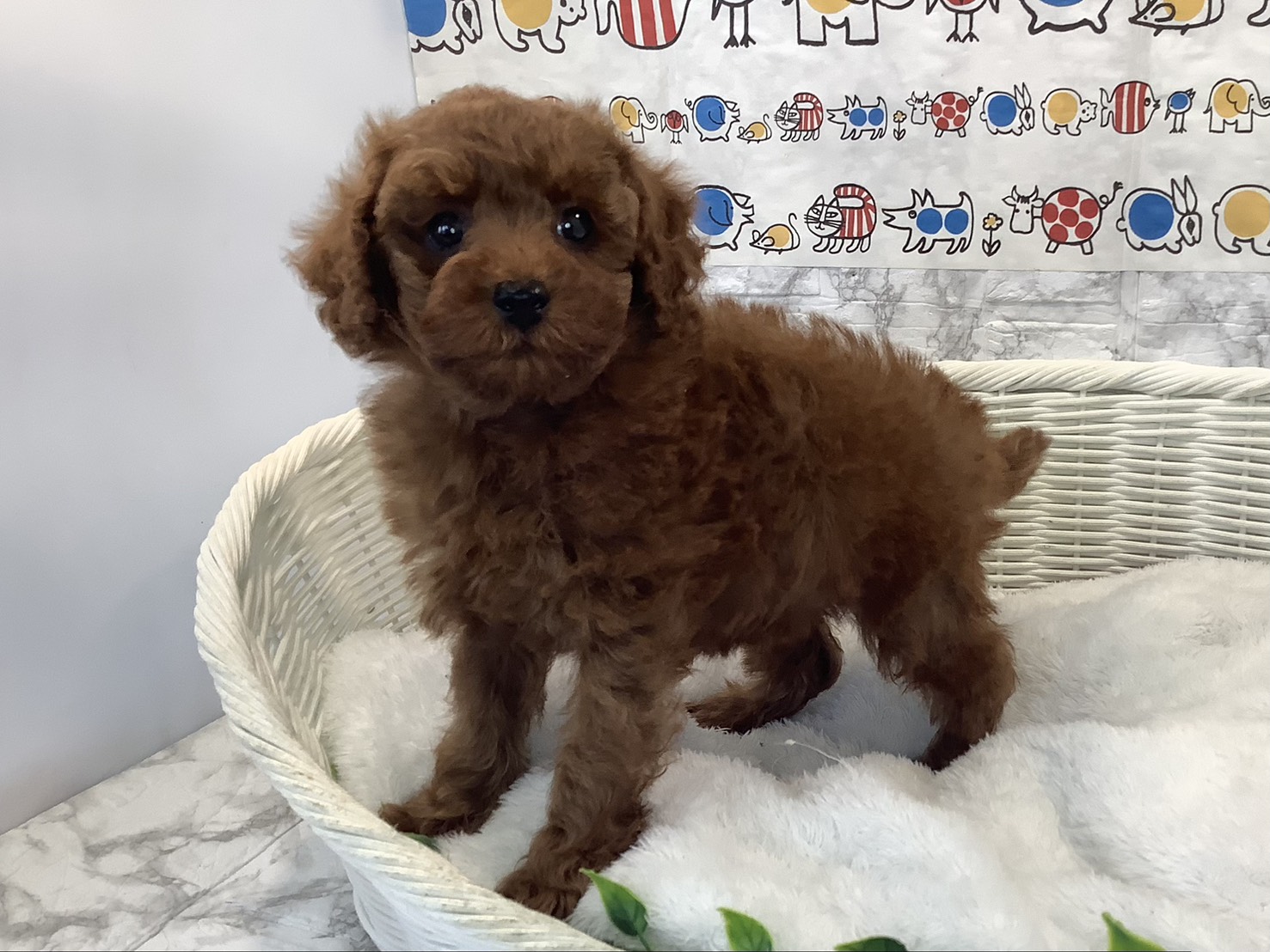 静岡県のトイプードル(トイ) (マルエスペットホームアシスト店/2025年10月18日生まれ/男の子/レッド)の子犬の3枚目の画像