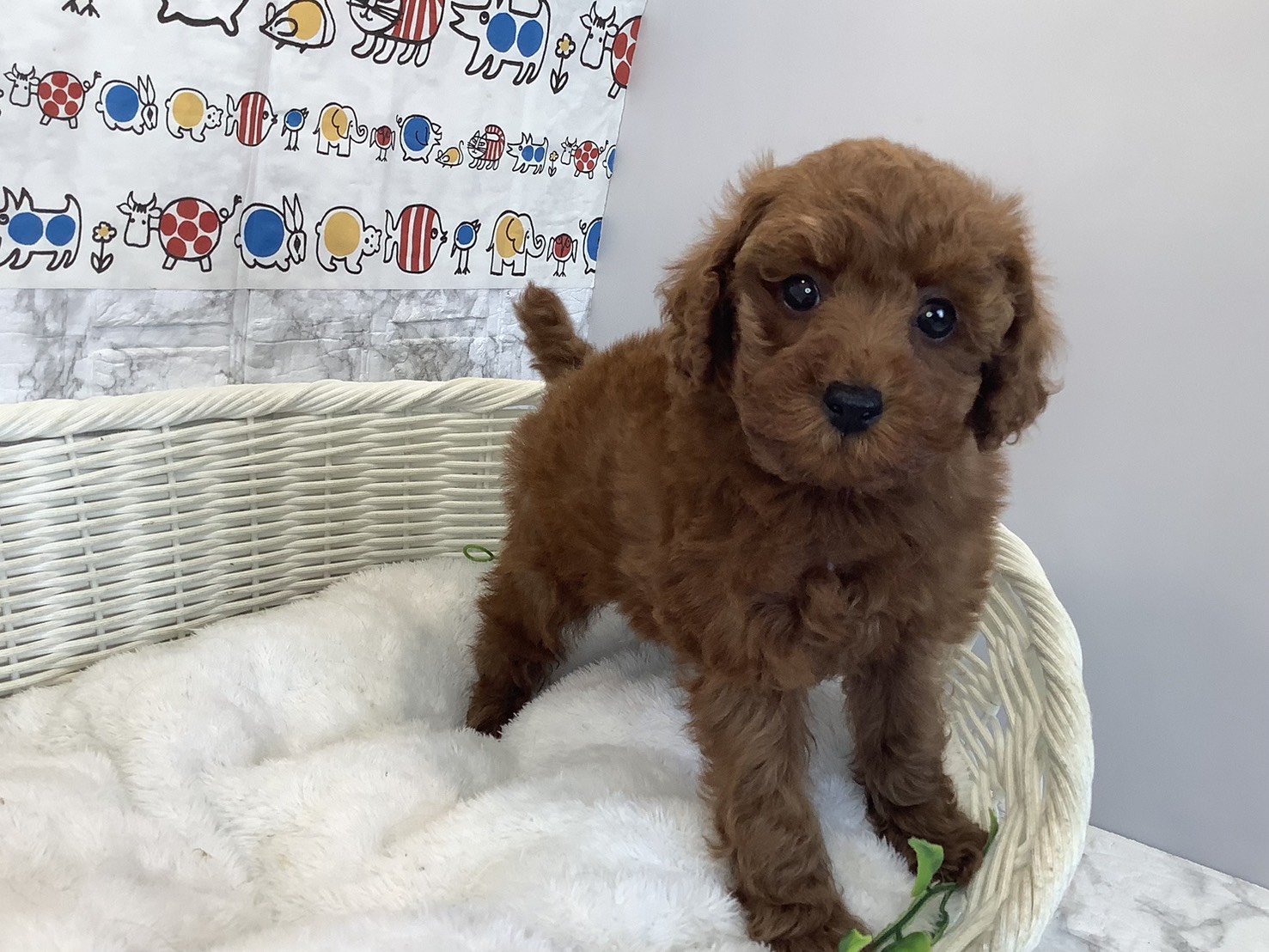 静岡県のトイプードル(トイ) (マルエスペットホームアシスト店/2025年10月18日生まれ/男の子/レッド)の子犬の2枚目の画像