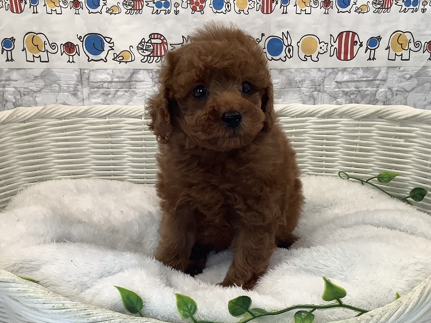 奈良県のトイプードル(トイ) (マルエスペット いかるが店/2025年10月18日生まれ/男の子/レッド)の子犬の1枚目の画像