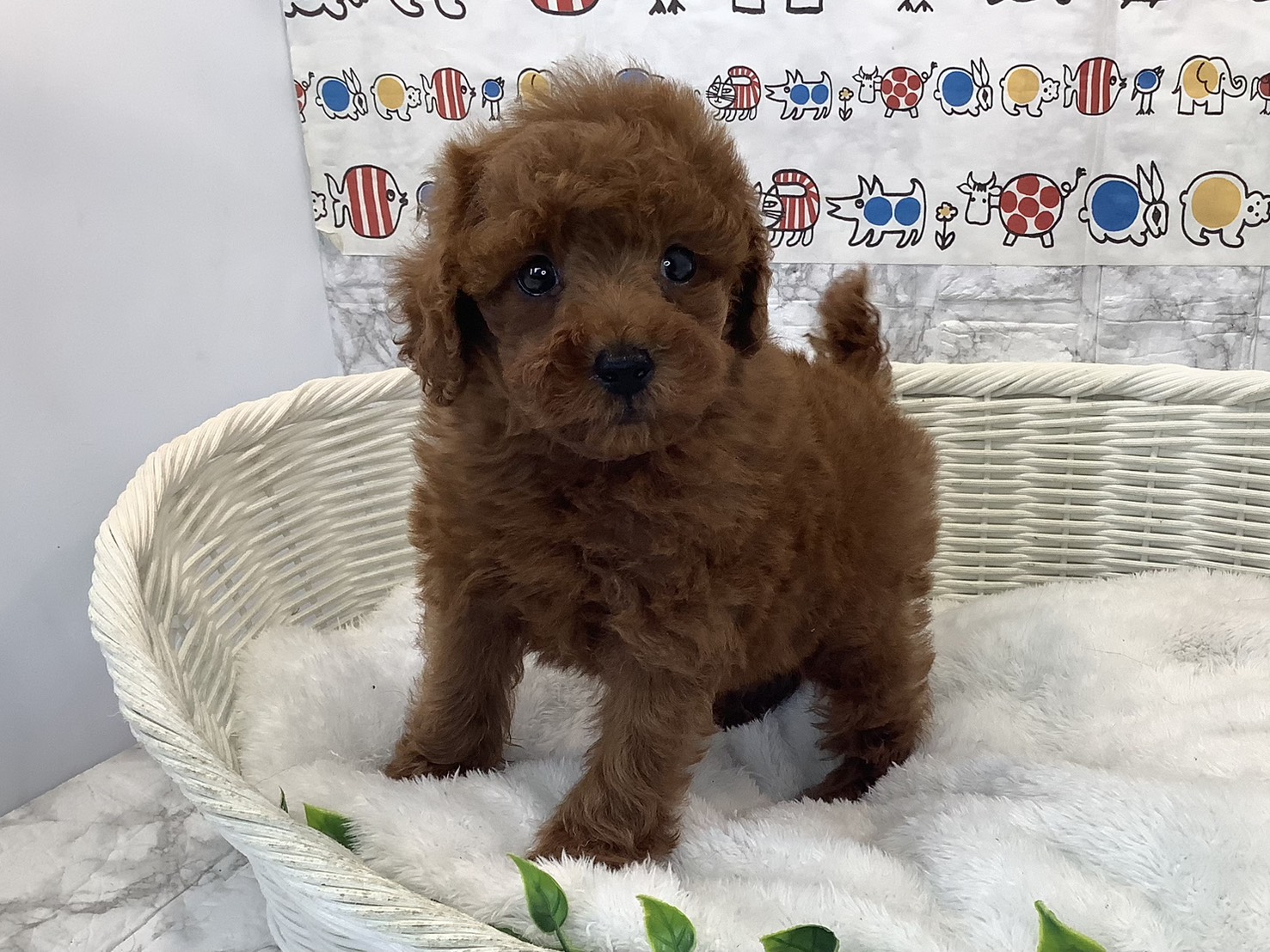 奈良県のトイプードル(トイ) (マルエスペット いかるが店/2025年10月18日生まれ/男の子/レッド)の子犬の3枚目の画像