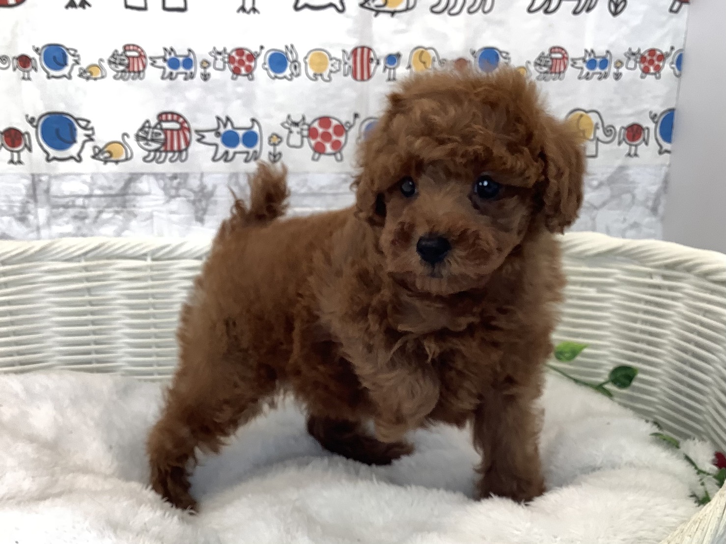 奈良県のトイプードル(トイ) (マルエスペット いかるが店/2025年10月18日生まれ/男の子/レッド)の子犬の2枚目の画像