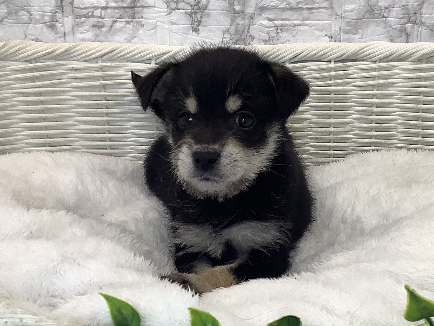 愛知県のハーフ犬・ミックス犬 (ペッツワン稲沢ハーモニーランド店/2025年10月19日生まれ/男の子/黒)の子犬の1枚目の画像