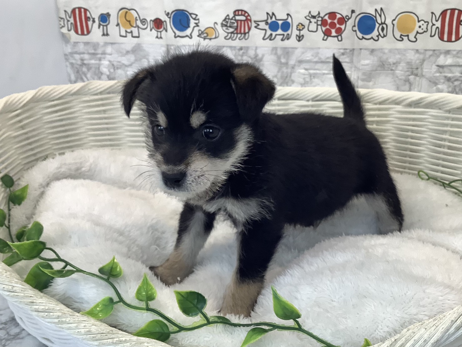 愛知県のハーフ犬・ミックス犬 (ペッツワン稲沢ハーモニーランド店/2025年10月19日生まれ/男の子/黒)の子犬の3枚目の画像