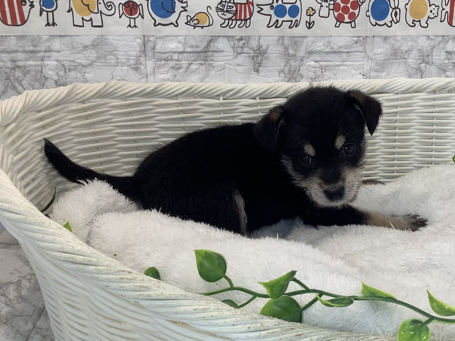 愛知県のハーフ犬・ミックス犬 (ペッツワン稲沢ハーモニーランド店/2025年10月19日生まれ/男の子/黒)の子犬の2枚目の画像