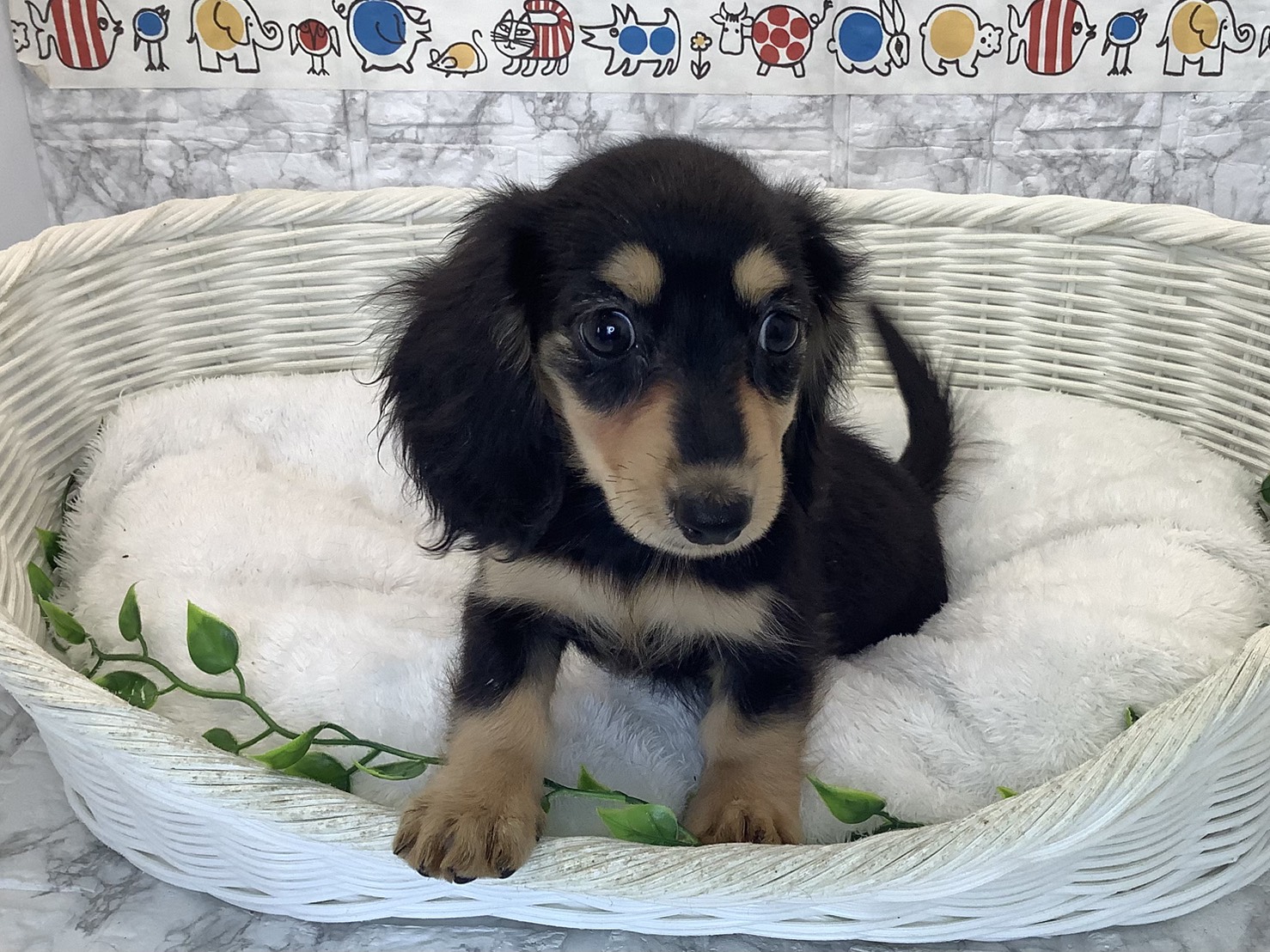 静岡県のミニチュアダックスフンド(ロング) (マルエスペット富士店/2025年10月19日生まれ/女の子/ブラックイエロー)の子犬の1枚目の画像
