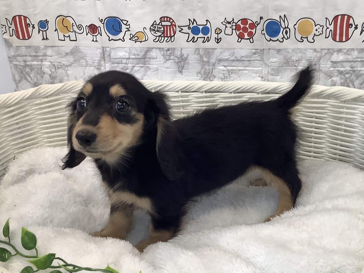 静岡県のミニチュアダックスフンド(ロング) (マルエスペット富士店/2025年10月19日生まれ/女の子/ブラックイエロー)の子犬の3枚目の画像