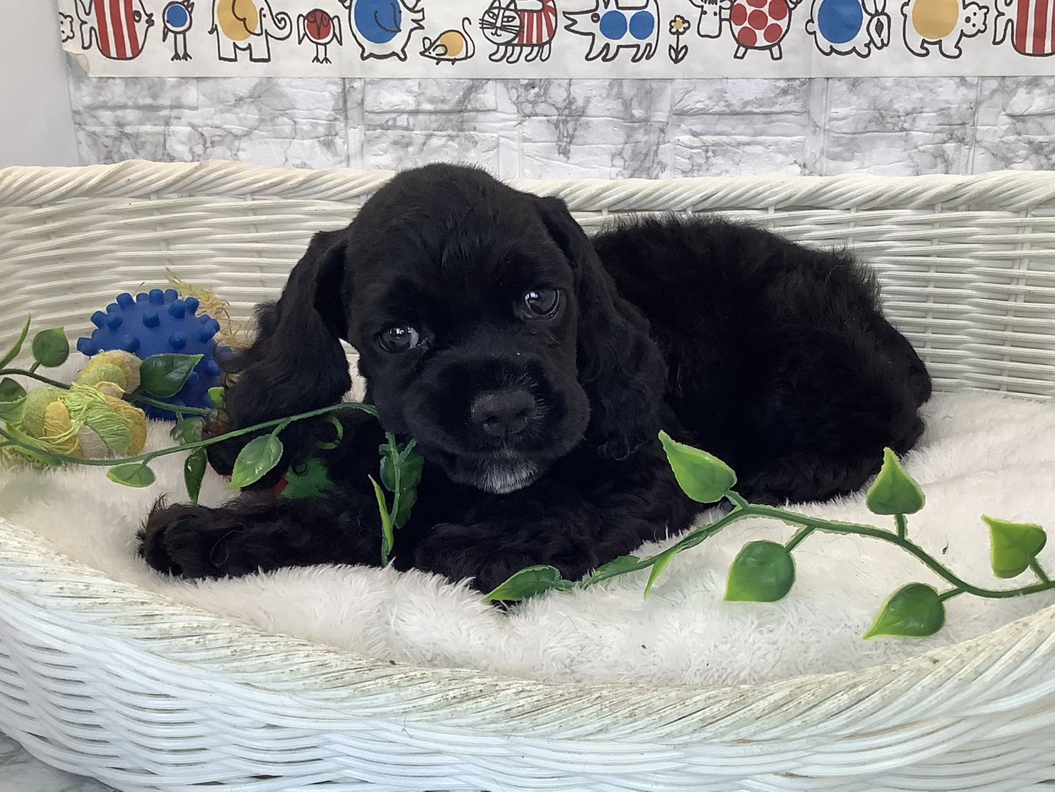 愛知県のアメリカンコッカースパニエル (ペッツワン岡崎美合店/2025年10月8日生まれ/男の子/ブラック)の子犬の3枚目の画像