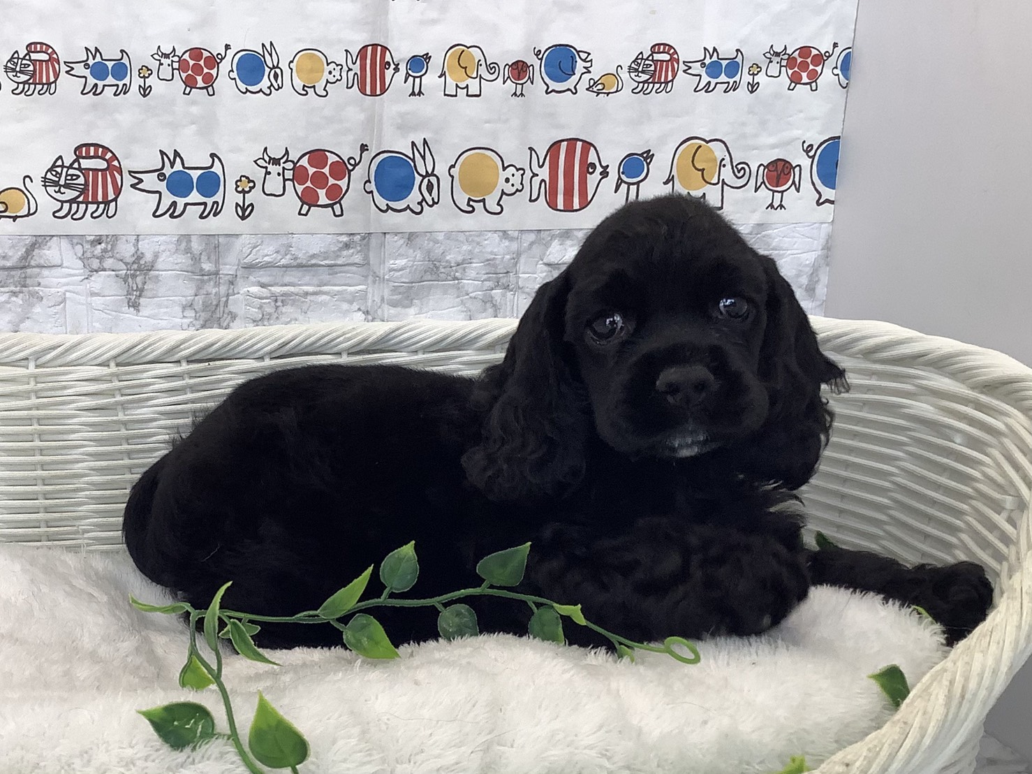 愛知県のアメリカンコッカースパニエル (ペッツワン岡崎美合店/2025年10月8日生まれ/男の子/ブラック)の子犬の2枚目の画像