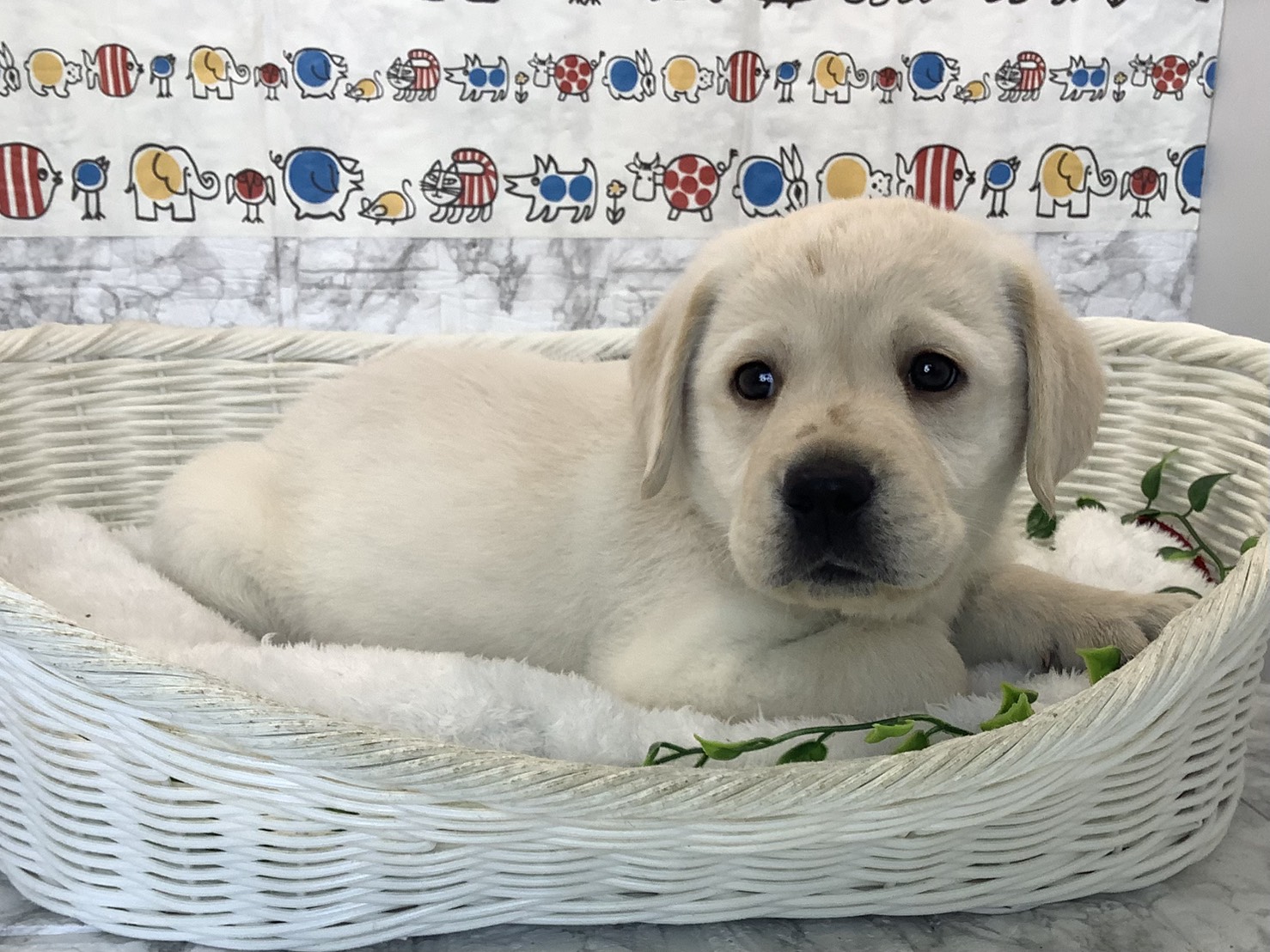 千葉県のラブラドールレトリーバー (マルエスペット千鳥町店/2025年10月13日生まれ/男の子/イエロー)の子犬の2枚目の画像