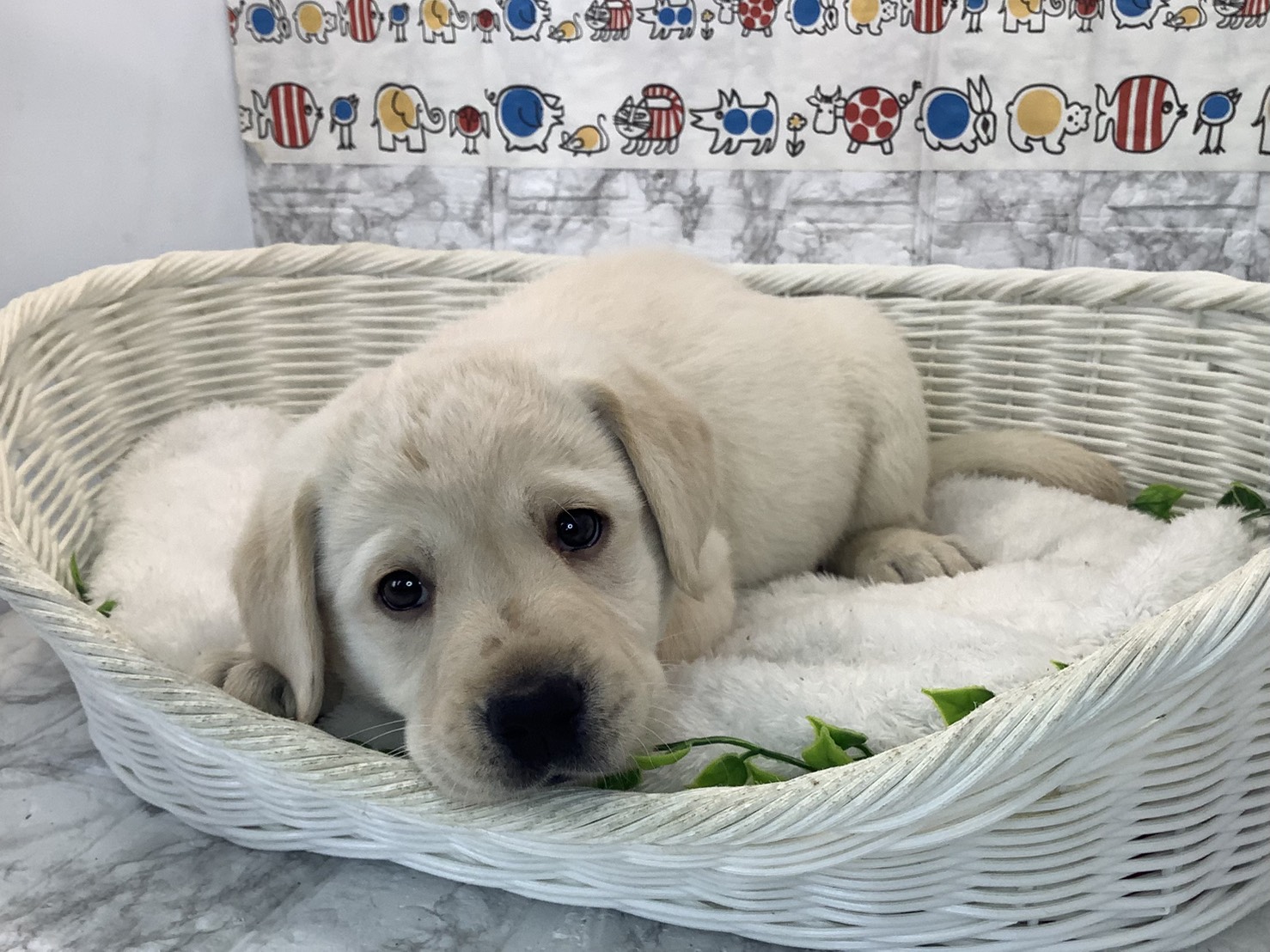 千葉県のラブラドールレトリーバー (マルエスペット千鳥町店/2025年10月13日生まれ/男の子/イエロー)の子犬の3枚目の画像