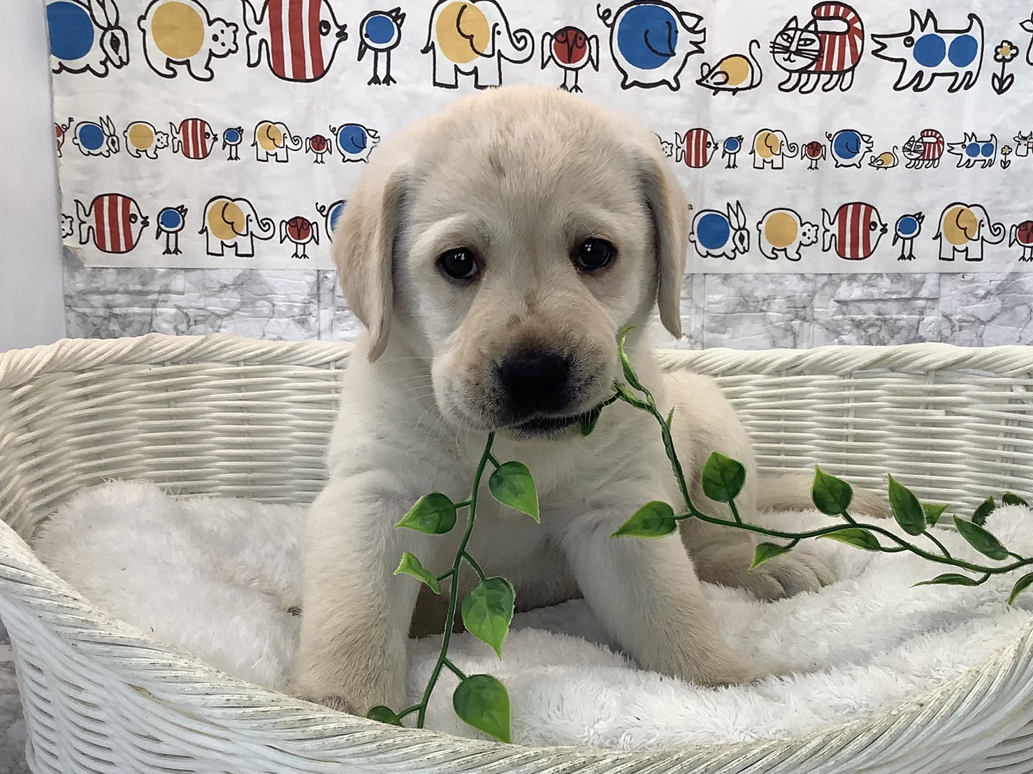 千葉県のラブラドールレトリーバー (マルエスペット千鳥町店/2025年10月13日生まれ/男の子/イエロー)の子犬の1枚目の画像