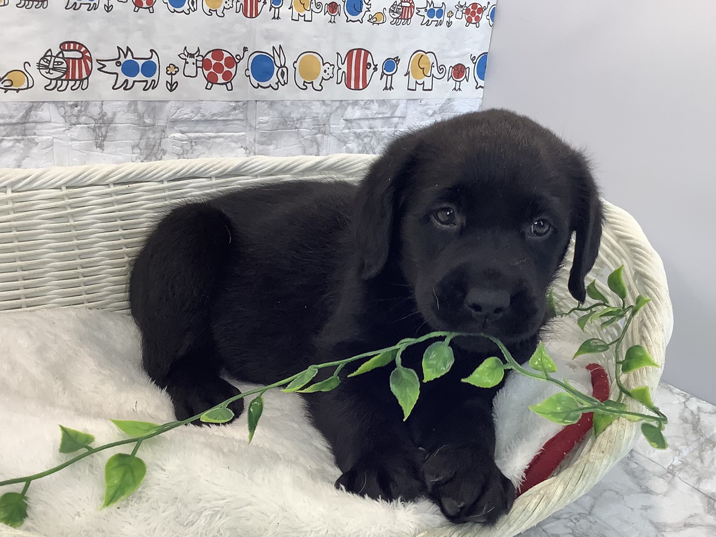 奈良県のラブラドールレトリーバー (マルエスペット 富雄店/2025年10月13日生まれ/男の子/ブラック)の子犬の2枚目の画像