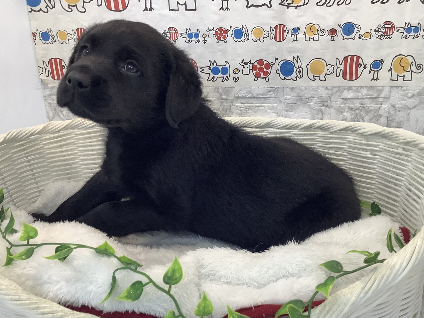 奈良県のラブラドールレトリーバー (マルエスペット 富雄店/2025年10月13日生まれ/男の子/ブラック)の子犬の3枚目の画像