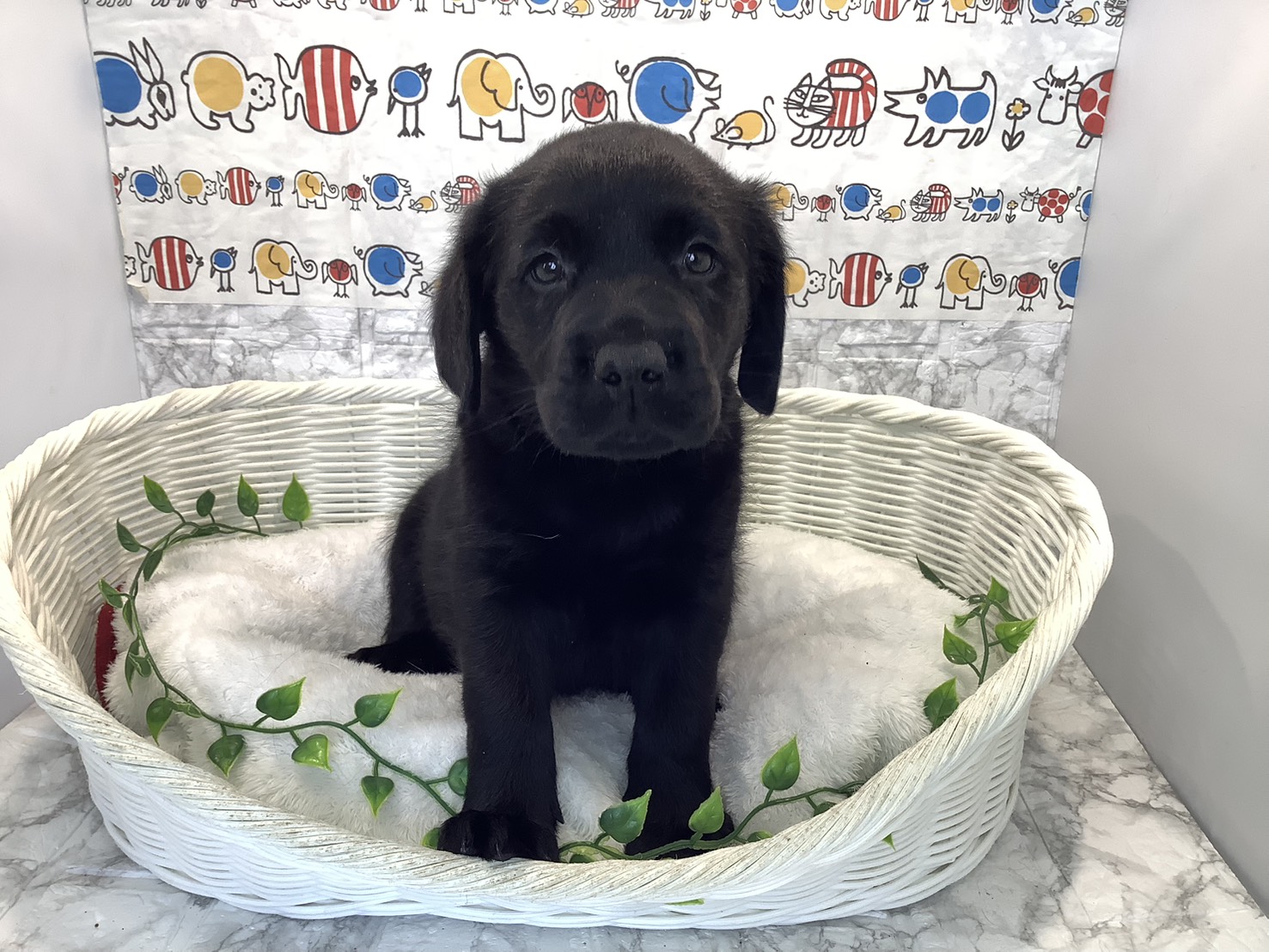 奈良県のラブラドールレトリーバー (マルエスペット 富雄店/2025年10月13日生まれ/男の子/ブラック)の子犬の1枚目の画像