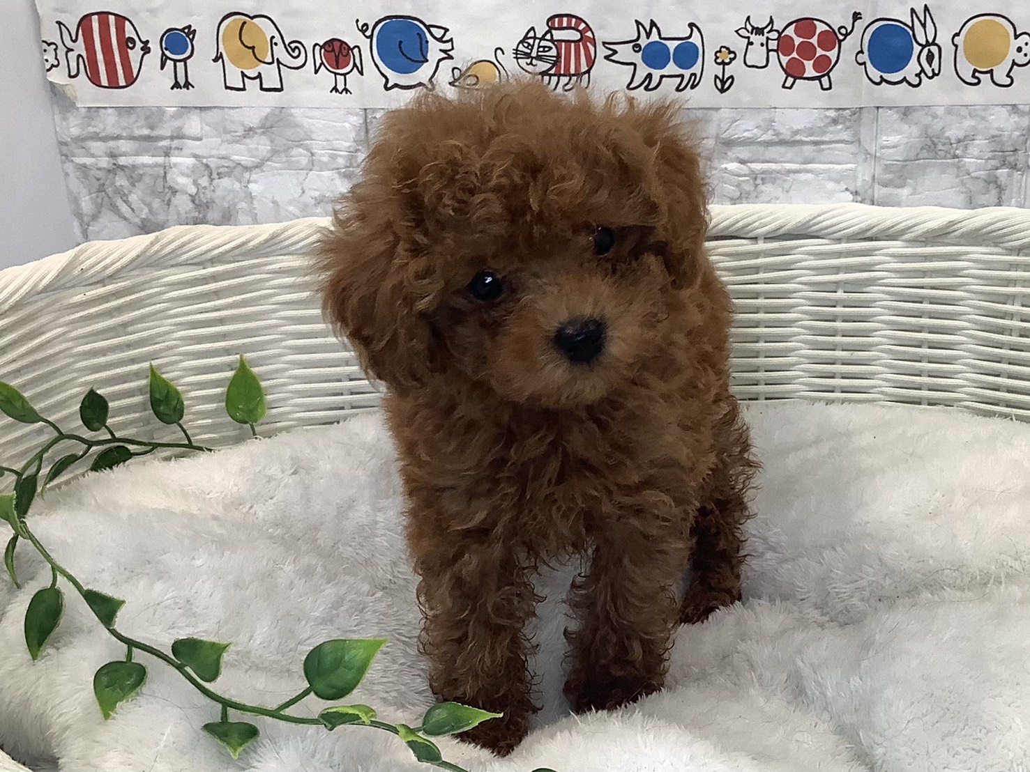 奈良県のトイプードル(トイ) (ペットアミ生駒店/2025年10月18日生まれ/男の子/レッド)の子犬の1枚目の画像