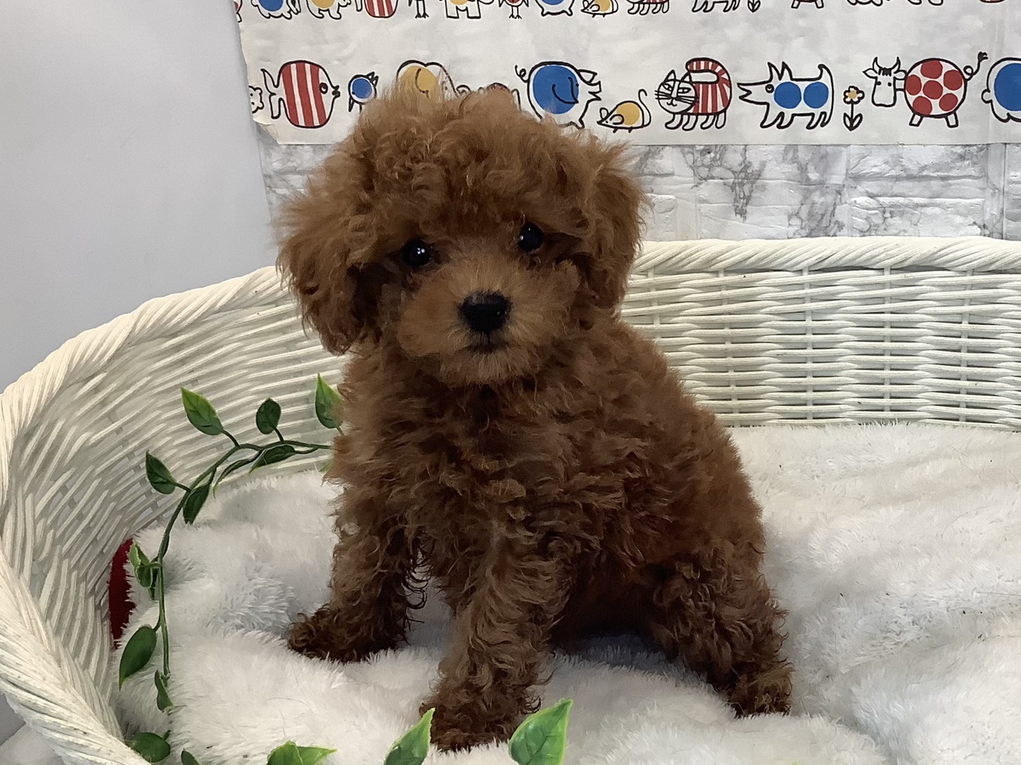 奈良県のトイプードル(トイ) (ペットアミ生駒店/2025年10月18日生まれ/男の子/レッド)の子犬の3枚目の画像