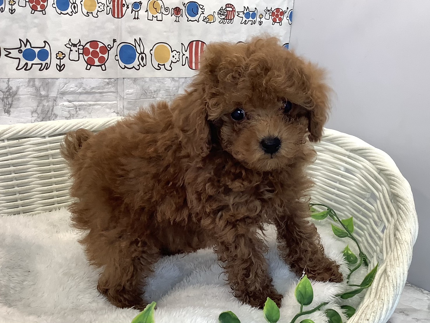 奈良県のトイプードル(トイ) (ペットアミ生駒店/2025年10月18日生まれ/男の子/レッド)の子犬の2枚目の画像