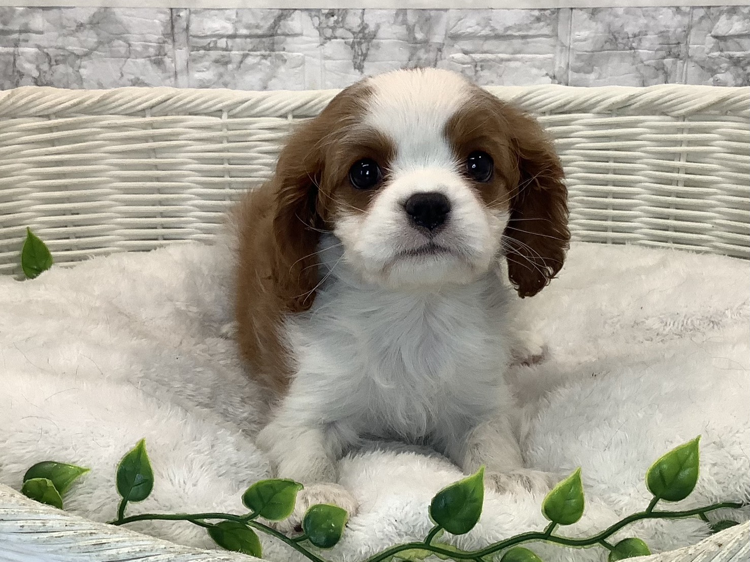 愛知県のキャバリアキングチャールズスパニエル (ペッツワン岡崎美合店/2025年10月20日生まれ/女の子/ブレンハイム)の子犬の1枚目の画像