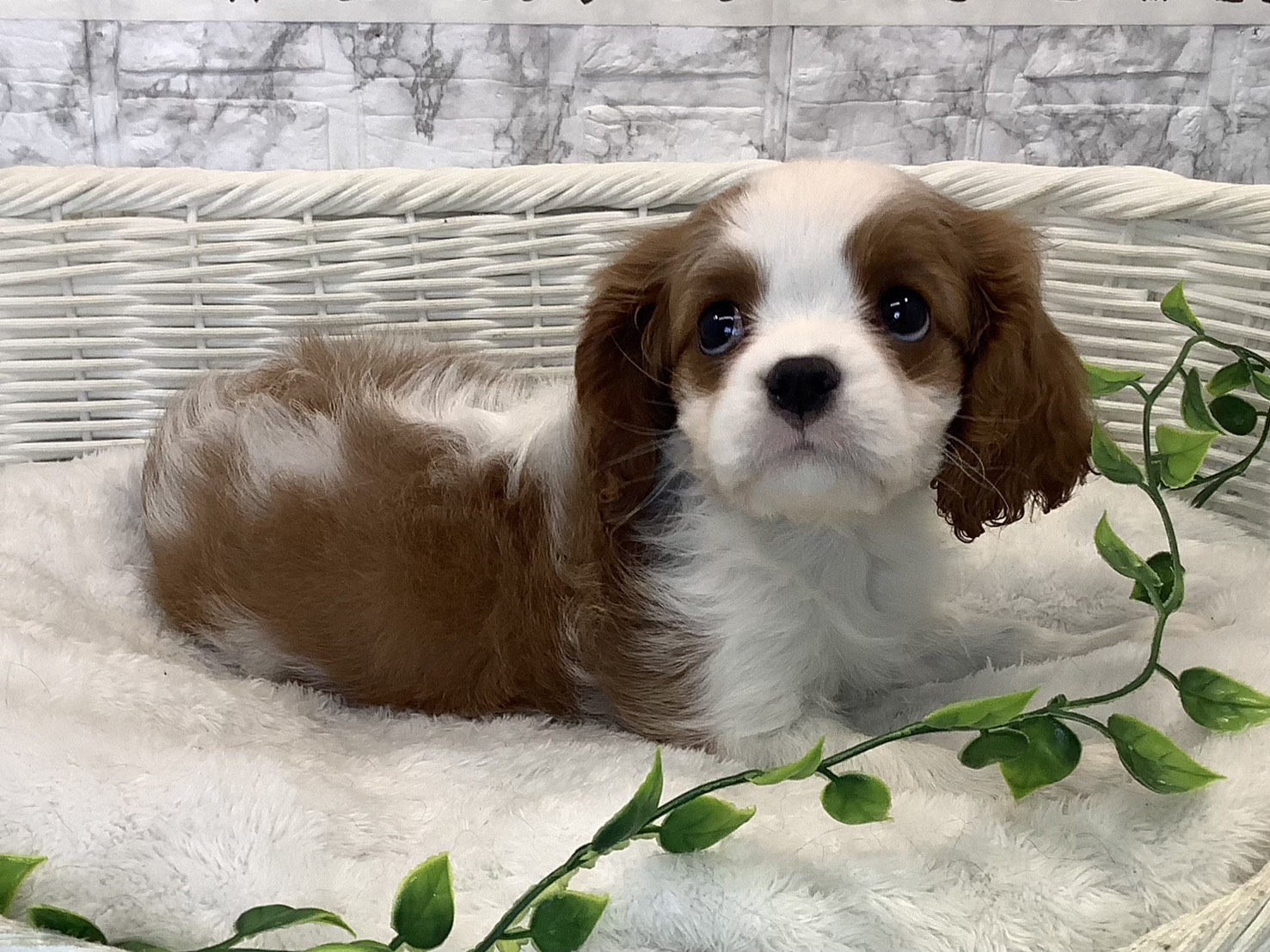 愛知県のキャバリアキングチャールズスパニエル (ペッツワン岡崎美合店/2025年10月20日生まれ/女の子/ブレンハイム)の子犬の2枚目の画像