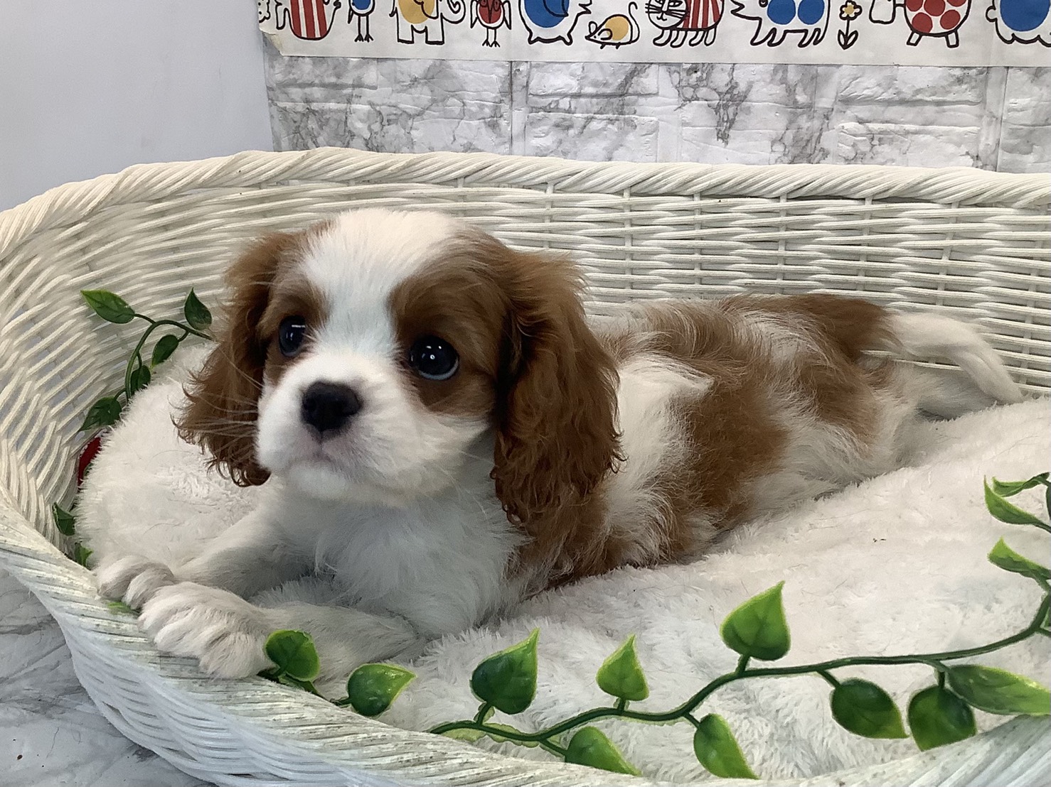 愛知県のキャバリアキングチャールズスパニエル (ペッツワン岡崎美合店/2025年10月20日生まれ/女の子/ブレンハイム)の子犬の3枚目の画像