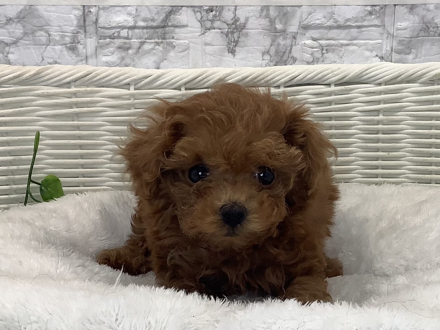 神奈川県のトイプードル(トイ) (マルエスペット相模大野店/2025年10月18日生まれ/女の子/レッド)の子犬の1枚目の画像