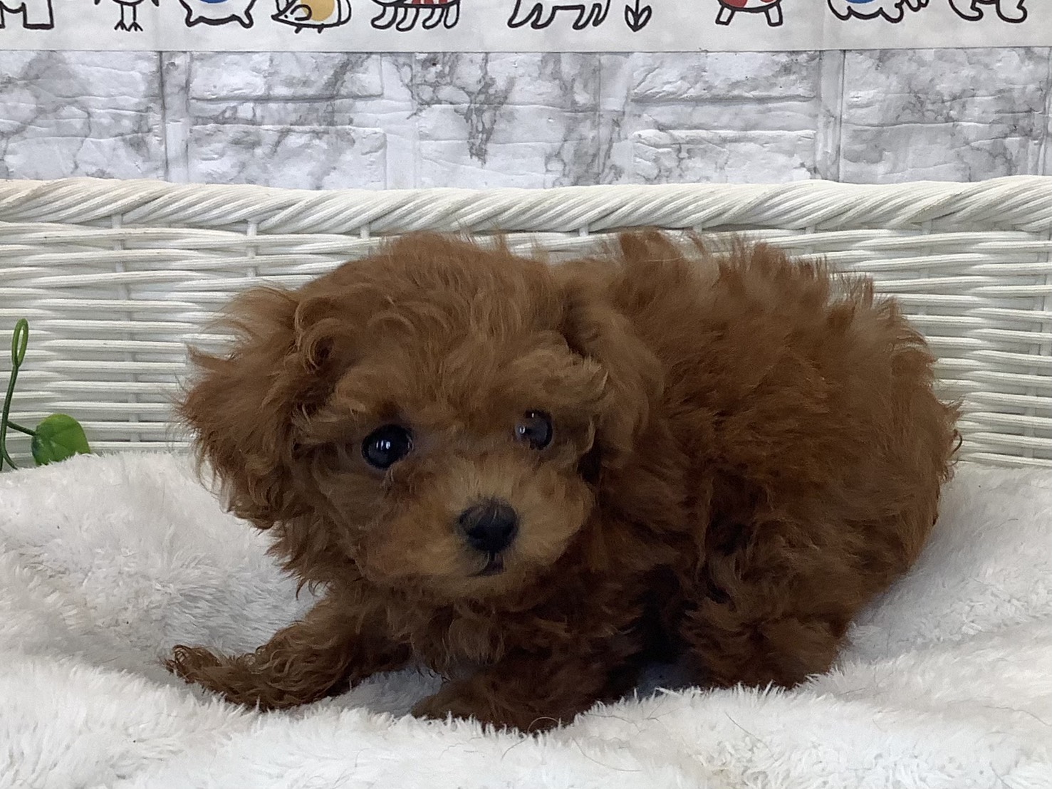 神奈川県のトイプードル(トイ) (マルエスペット相模大野店/2025年10月18日生まれ/女の子/レッド)の子犬の3枚目の画像