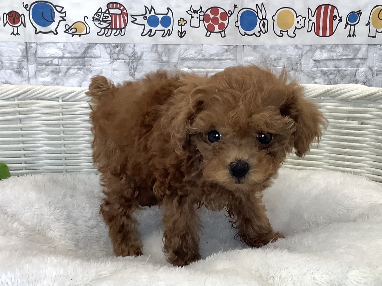 神奈川県のトイプードル(トイ) (マルエスペット相模大野店/2025年10月18日生まれ/女の子/レッド)の子犬の2枚目の画像