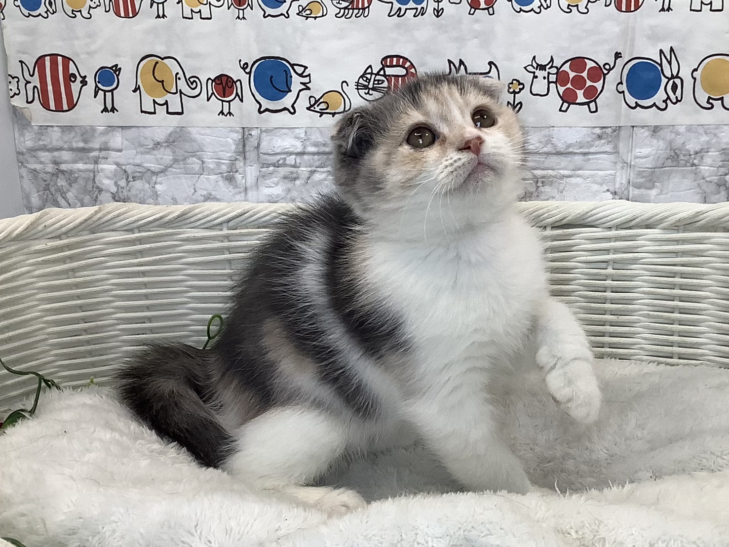 静岡県のスコティッシュフォールド (マルエスペットホームアシスト店/2025年10月16日生まれ/女の子/ブルーパッチドタビーホワイト)の子猫の2枚目の画像