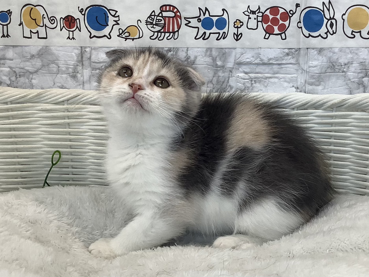 静岡県のスコティッシュフォールド (マルエスペットホームアシスト店/2025年10月16日生まれ/女の子/ブルーパッチドタビーホワイト)の子猫の3枚目の画像