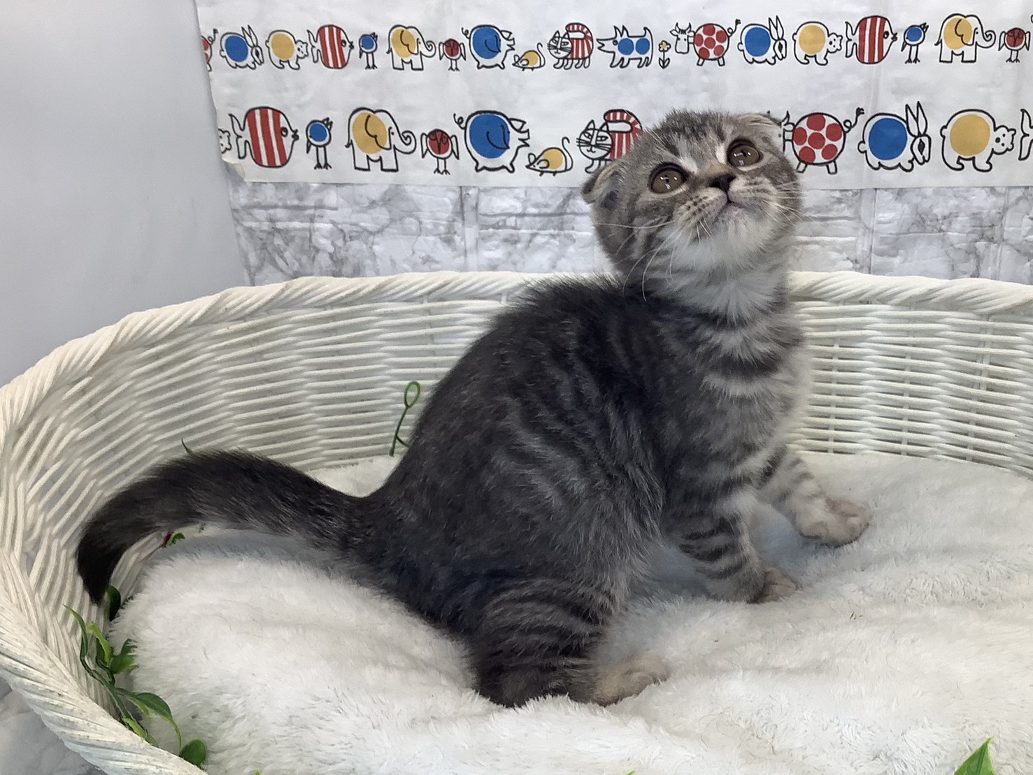 静岡県のスコティッシュフォールド (マルエスペットホームアシスト店/2025年10月16日生まれ/男の子/ブルータビー)の子猫の2枚目の画像