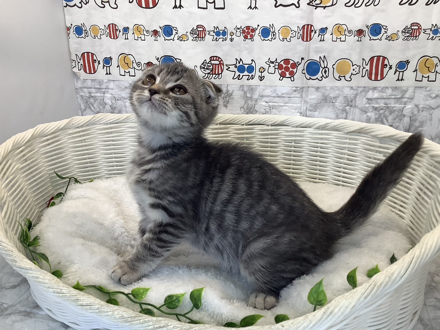 静岡県のスコティッシュフォールド (マルエスペットホームアシスト店/2025年10月16日生まれ/男の子/ブルータビー)の子猫の3枚目の画像