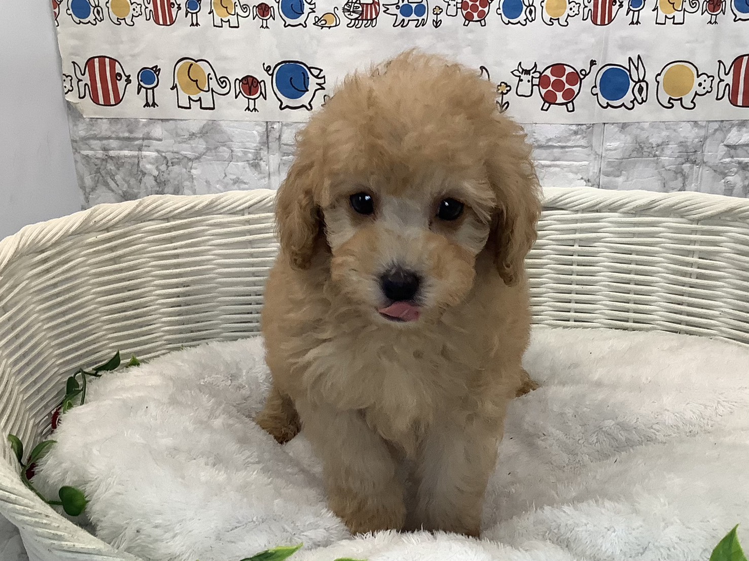 静岡県のトイプードル(トイ) (マルエスペット富士店/2025年10月18日生まれ/男の子/アプリコット)の子犬の1枚目の画像