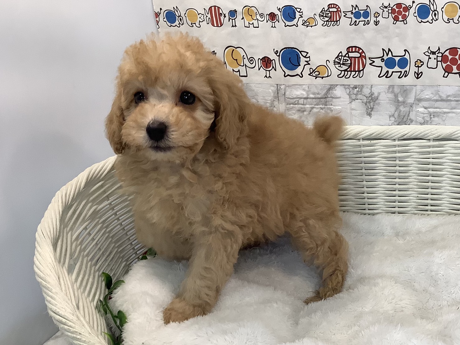 静岡県のトイプードル(トイ) (マルエスペット富士店/2025年10月18日生まれ/男の子/アプリコット)の子犬の3枚目の画像