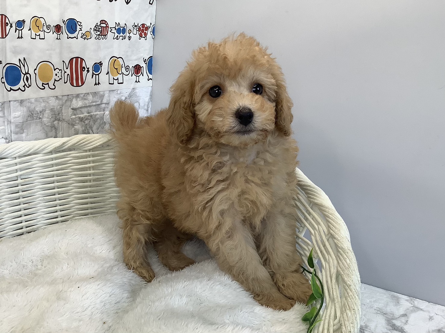 静岡県のトイプードル(トイ) (マルエスペット富士店/2025年10月18日生まれ/男の子/アプリコット)の子犬の2枚目の画像