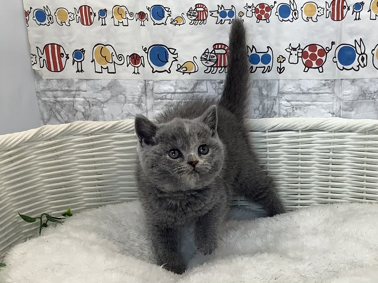 静岡県のブリティッシュショートヘアー (マルエスペット富士見台店/2025年10月18日生まれ/女の子/ブルークリーム)の子猫の1枚目の画像